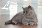 Mary Lou ist 11 Wochen alt geworden (24.05.2015)