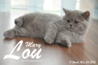 Mary Lou ist 11 Wochen alt geworden (24.05.2015)
