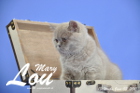 Mary Lou ist 13 Wochen alt geworden (03.06.2015)