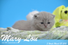 Mary Lou ist 3 Wochen alt geworden (28.03.2015)