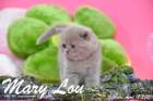 Mary Lou ist 5 Wochen alt geworden (12.04.2015)