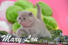 Mary Lou ist 5 Wochen alt geworden (12.04.2015)