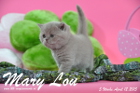 Mary Lou ist 5 Wochen alt geworden (12.04.2015)