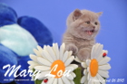 Mary Lou ist 7 Wochen alt geworden (26.04.2015)
