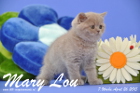 Mary Lou ist 7 Wochen alt geworden (26.04.2015)