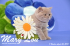 Mary Lou ist 7 Wochen alt geworden (26.04.2015)