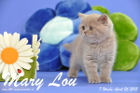 Mary Lou ist 7 Wochen alt geworden (26.04.2015))