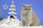 Weihnachtsfotos von Mary Lou, sie ist 9 Monate alt