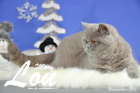 Weihnachtsfotos von Mary Lou, sie ist 9 Monate alt
