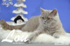 Weihnachtsfotos von Mary Lou, sie ist 9 Monate alt