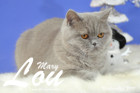Weihnachtsfotos von Mary Lou, sie ist 9 Monate alt