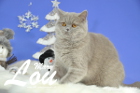 Weihnachtsfotos von Mary Lou, sie ist 9 Monate alt