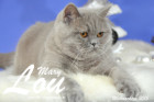 Weihnachtsfotos von Mary Lou, sie ist 9 Monate alt