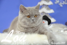 Weihnachtsfotos von Mary Lou, sie ist 9 Monate alt