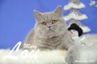 Weihnachtsfotos von Mary Lou, sie ist 9 Monate alt