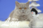 Weihnachtsfotos von Mary Lou, sie ist 9 Monate alt