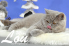 Weihnachtsfotos von Mary Lou, sie ist 9 Monate alt