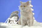 Weihnachtsfotos von Mary Lou, sie ist 9 Monate alt