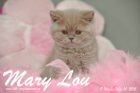 Mary Lou ist 9 Wochen alt geworden (10.05.2015)