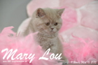 Mary Lou ist 9 Wochen alt geworden (10.05.2015)