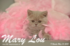 Mary Lou ist 9 Wochen alt geworden (10.05.2015)