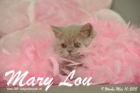 Mary Lou ist 9 Wochen alt geworden (10.05.2015)
