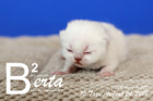 Berta ist 10 Tage alt ( 24.08.2019 )