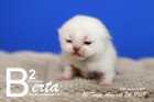 Berta ist 10 Tage alt ( 24.08.2019 )