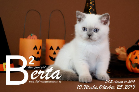 Berta ist 10 Wochen alt ( 25.10.2019 )