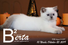 Berta ist 10 Wochen alt ( 25.10.2019 )