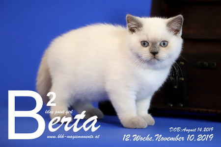Berta ist 12 Wochen alt ( 10.11.2019 )