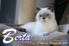 Berta ist 18 Monate alt ( 20.02.2021 )