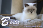Berta ist 18 Monate alt ( 20.02.2021 )
