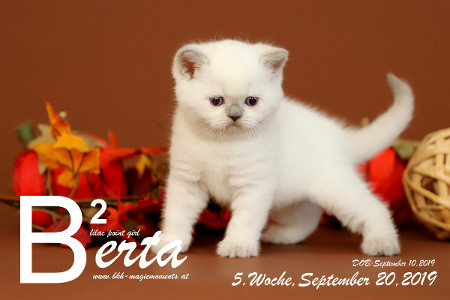 Berta ist 5 Wochen alt ( 20.09.2019 )