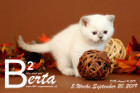 Berta ist 5 Wochen alt ( 20.09.2019 )