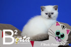 Berta ist 8 Wochen alt ( 11.10.2019 )