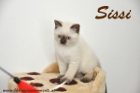 Sissi ist 8 Wochen alt
