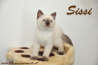 Sissi ist 8 Wochen alt