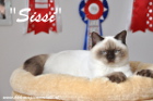 Sissi im November 2013 beim Fotoshooting