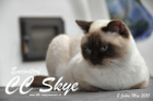 Sissi ist 2 Jahre alt ( Mai 2015 )