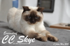 Sissi ist 2 Jahre alt ( Mai 2015 )
