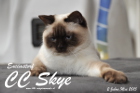 Sissi ist 2 Jahre alt ( Mai 2015 )