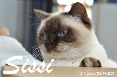 Sissi ist 2,8 Jahre alt ( 14.02.2016 )