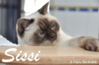 Sissi ist 2,8 Jahre alt ( 14.02.2016 )