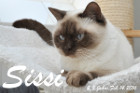 Sissi ist 2,8 Jahre alt ( 14.02.2016 )