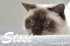Sissi ist 2,8 Jahre alt ( 14.02.2016 )