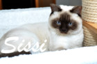 Sissi ist 2,8 Jahre alt ( 14.02.2016 )