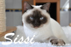 Sissi ist 2,8 Jahre alt ( 14.02.2016 )