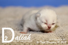 Daliah ist 10 Tage alt ( 10.11.2019 )