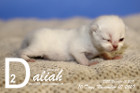 Daliah ist 10 Tage alt ( 10.11.2019 )